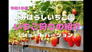 いちご狩り！いちごの取り方やおいしいいちごの見分け方など