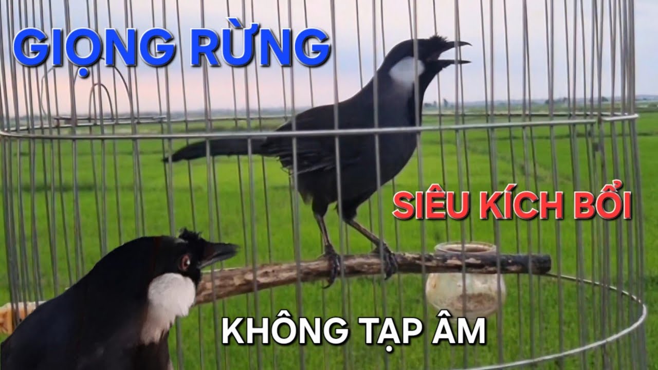 Khướu bạc má hót giọng rừng hay không tạp âm đảo nhiều giọng siêu kích bổi/ POKSAY VIỆT