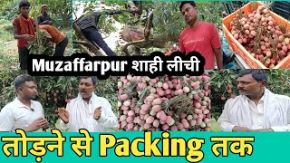 मुजफ्फरपुर लीची बाग़ान//तोड़ने से पैकिंग करने तक A To Z जानकारी...#muzaffarpurlitchi #shahilitchi