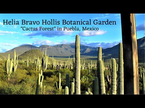 Southern Puebla State: Cactus Biosphere Reserve  - MEXICO w/Mike Vondruska - Travel Guide