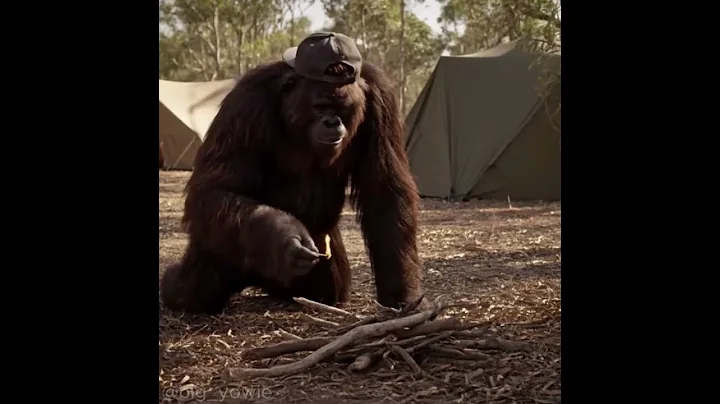 monkey with a vlog #veo3 #bigfoot