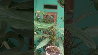 Mexicanum#plants #garden#green #nature #housplants#tanamahias #orchids#aroids#antorium #Varigata#fyp