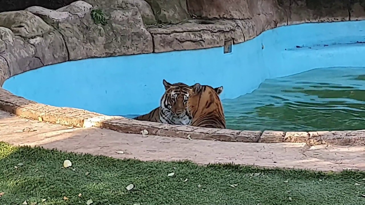 vlogs in spanish Maybe Diego could fix my computer one day!