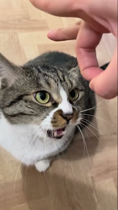 funniest tiktok video(000209) #shots #Mercury Channel