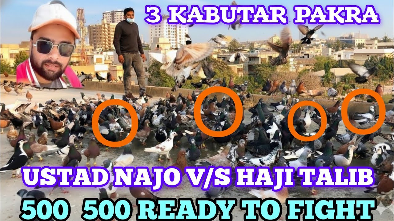3 Kabuter Pakra | Najo Bhai V/S haji talib Hussain 500 500 New Kaboota k ladaiyan k Liye Full Ready!