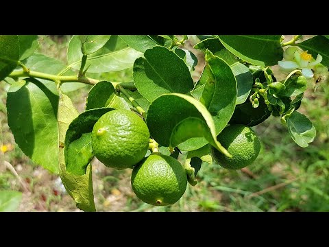 Kaffir lime o Combava: coltivazione e caratteristiche