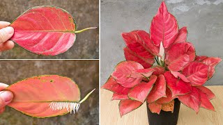 Marvel at how to breed red aglaonema in this way