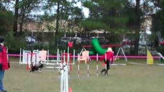 Singe LCDA USDAA Agility December 2009