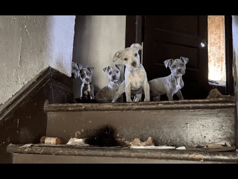 Stray Rescue Of St Louis Facebook