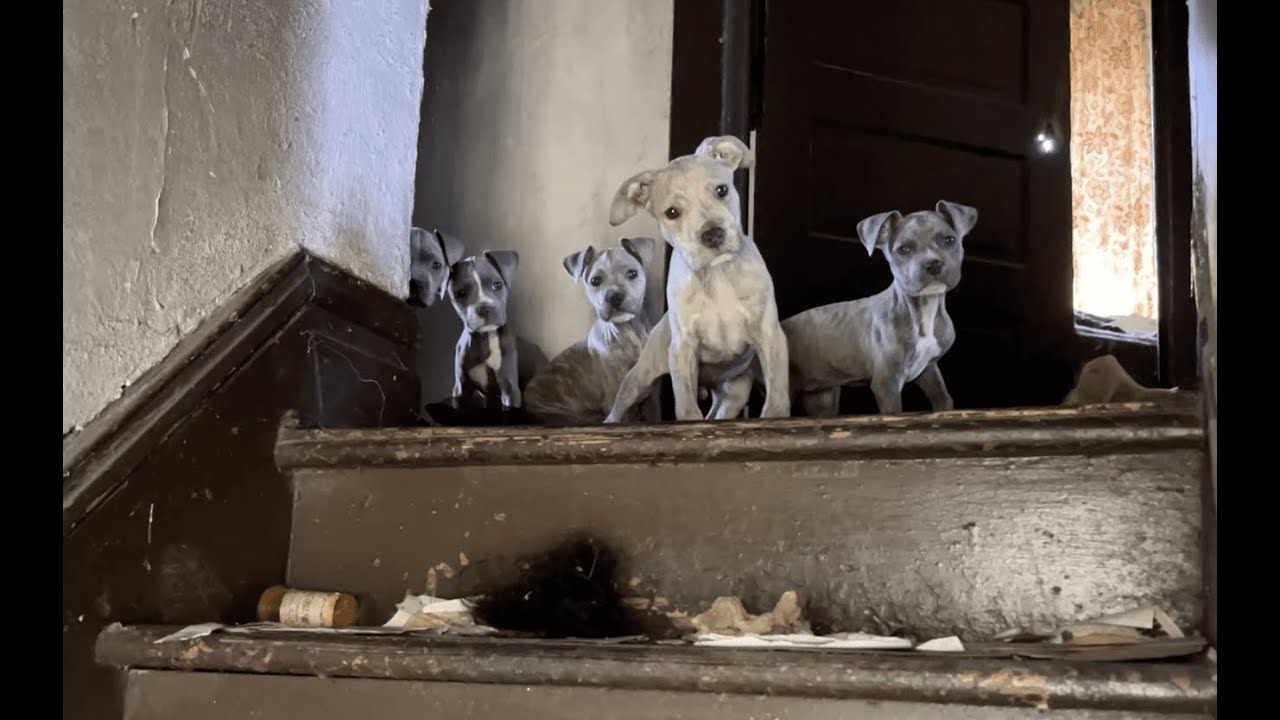 The Rescue Gods were with us Part I - Stray Rescue of St.Louis