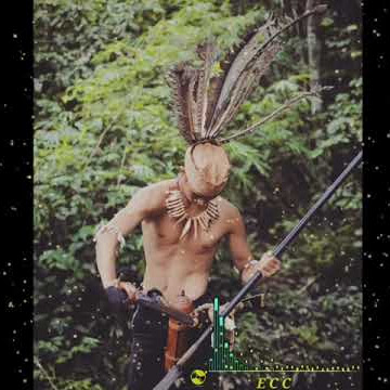 Story wa, dayak|| Mohing Asang