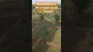 Age 4 Years Olive 🫒 Plants in Noorpur Thal District Khushab Punjab