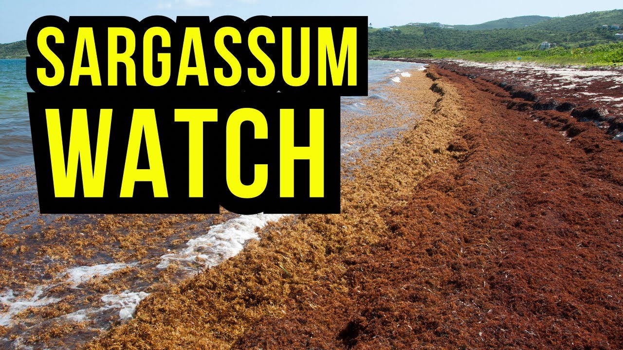 Sargassum Building in the Atlantic...