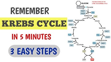 LEARN KREBS CYCLE | 3 STEPS | IN 5 MINUTES