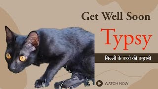 Get Well Soon Typsy | Story of a paralyzed kitten |cat animallover animals jammu