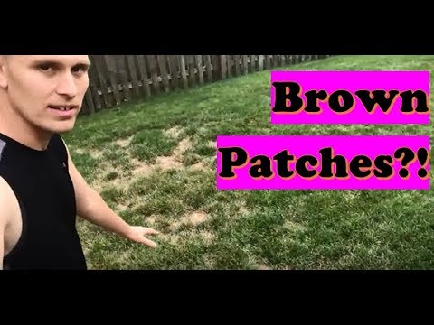 Vidéo: Brown Lawn Repair - Que faire lorsque la pelouse a des taches brunes