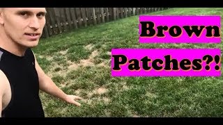 Fix Lawn Diseases Brown Patch with Scotts Lawn Fungus Control / DiseaseEx (LAWN CARE)