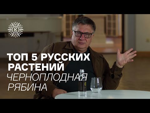 Топ пять русских растений. Черноплодная рябина