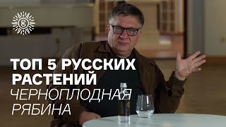 Топ пять русских растений. Черноплодная рябина