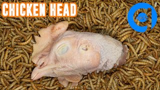 10000 Mealworms Eating Chicken Head #timelapse #insecteating #mealworms #goinside