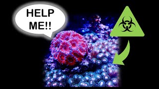 4 Corals you should NEVER put in your Reef Aquarium! Come see why...you'll thank me later...