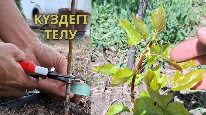 Тұз астындағы порно видео