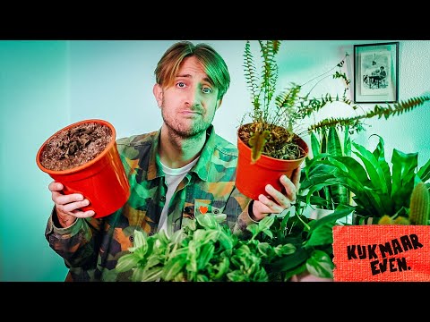 Video: Kamerplanten Voor Alle Delen Van De Wereld