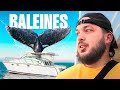 Balade en mer au milieu des baleines