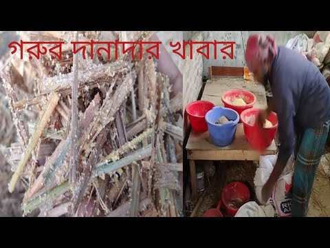 ভিডিও: কিভাবে বাছুর উপর সঠিক কর্ন চয়ন