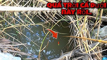 Tập 157 - Câu Cá Rô Đầu Mùa Nước Trúng Mấy Ổ Cá Mập Ú Kho Mắm Quá Ngon Luôn
