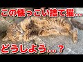 捨て猫のその後…
