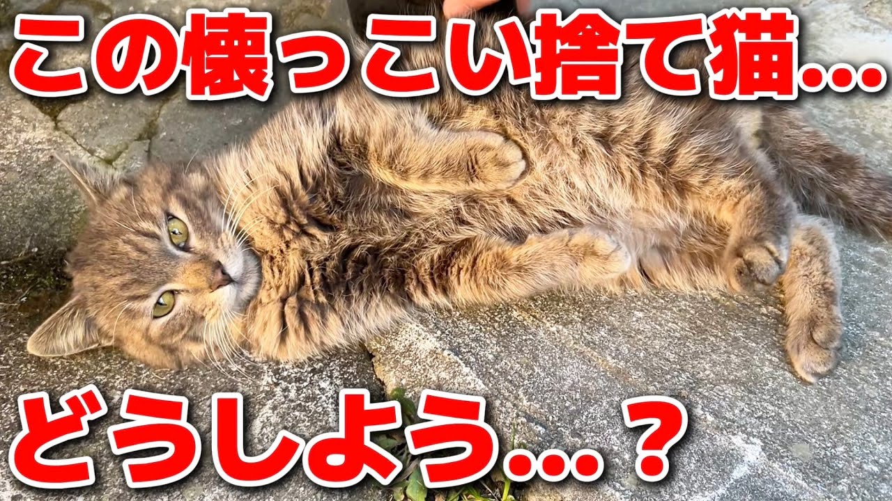 捨て猫のその後…