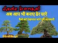             jade plant care tips roots pads bonsai