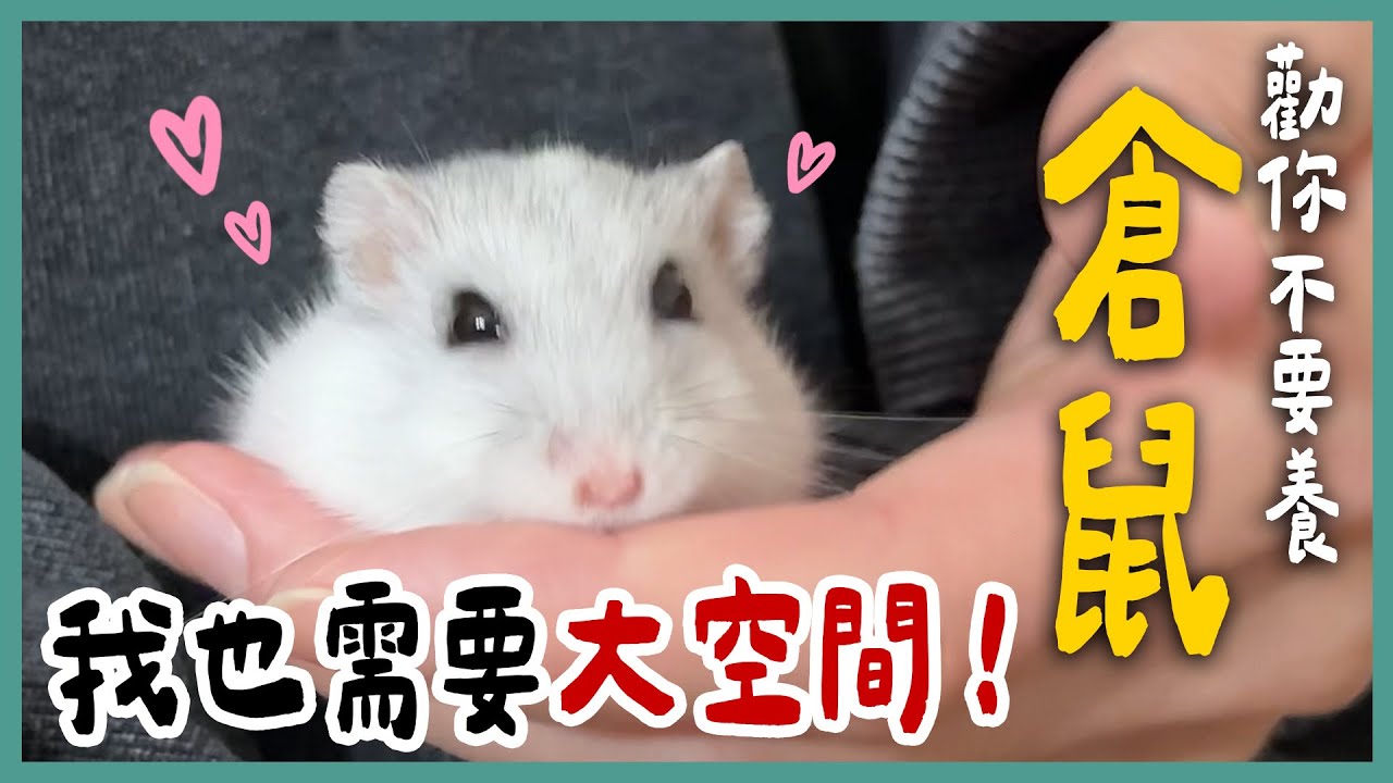 鼠爸鼠媽必看！「科學養鼠」是什麼？哈姆太郎最喜歡的葵瓜籽不能吃？需要大空間？自己的家自己做！拍到超稀有畫面🤩《勸你不要養》EP30 | 蝌蚪老師與三桃