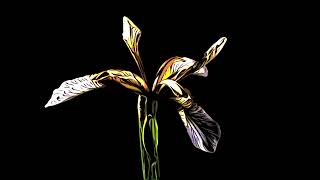 Abstract Iris flower opening and dying time lapse #abstractflower #timelapse by Neil Bromhall 1,052 views 1 year ago 54 seconds