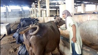 buffalo fever treatment by veterinary doctor at farm Karachi Pakistan