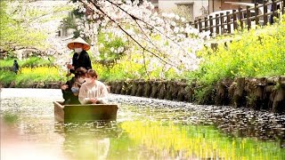 散りゆく桜が水面を漂い・・・晩春の風物「花筏」(2021年4月3日)