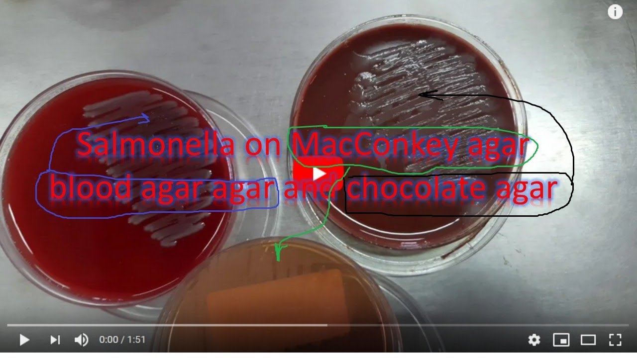 macconkey agar salmonella