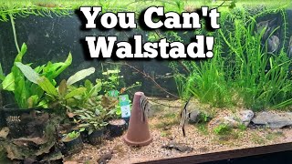 Why You Can't do The Walstad Method. #aquarium #lowtech #walstad