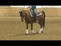 Sold arabian mare gr beaulinda