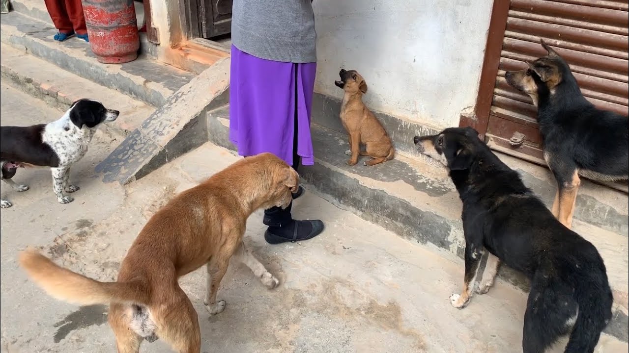 野良犬 5匹の野良犬に囲まれるエサやり！でも、ウィッシュはちゃんと待てる