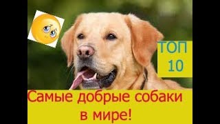 ТОП-10 САМЫХ ДОБРЫХ СОБАК В МИРЕ! ТОП-10 САМЫХ ДОБРЫХ СОБАК В МИРЕ!