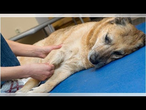 Video: Barkworthies Gibt Rückruf Von Hundefutter Bekannt - Chicken Vittles Hundekauartikel