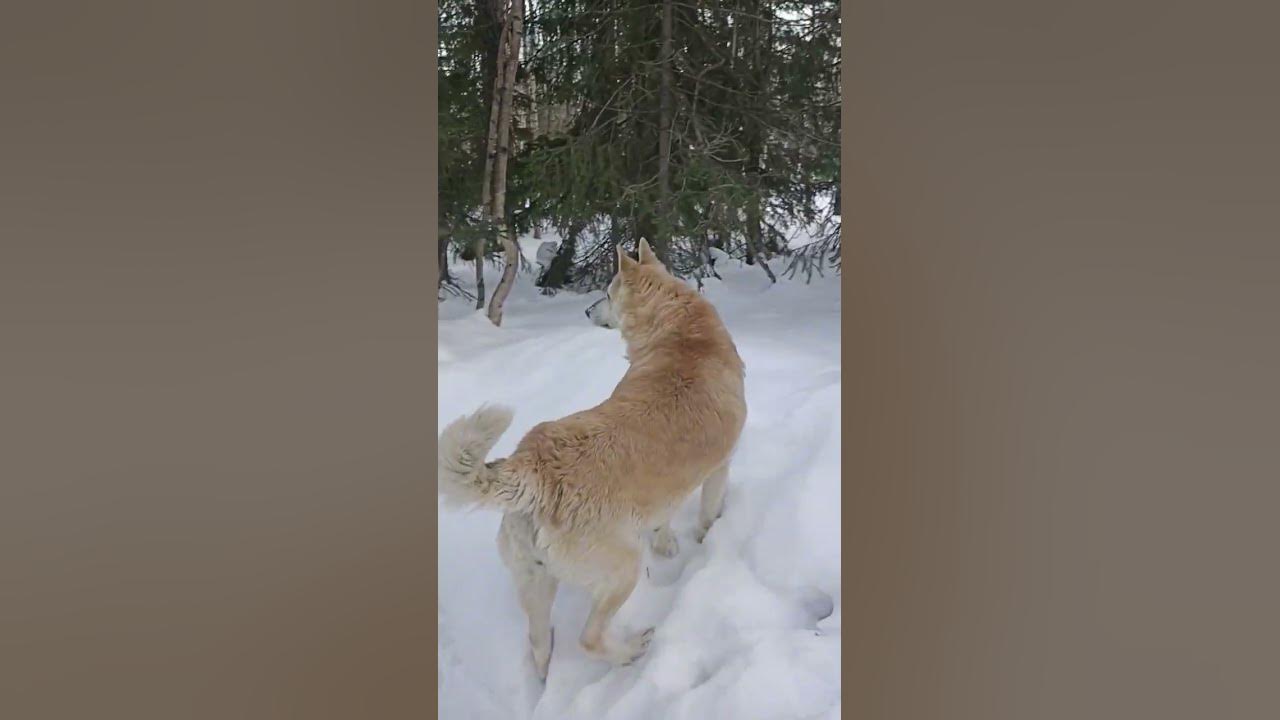 Тубзик.#рекомендации - YouTube