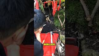 Akar Ginseng yang Bisa Kabur! Mitos atau Nyata? #shortsviral #faktaunik