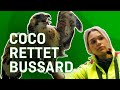 Coco und Martina retten einen Bussard - Tiernotruf #352