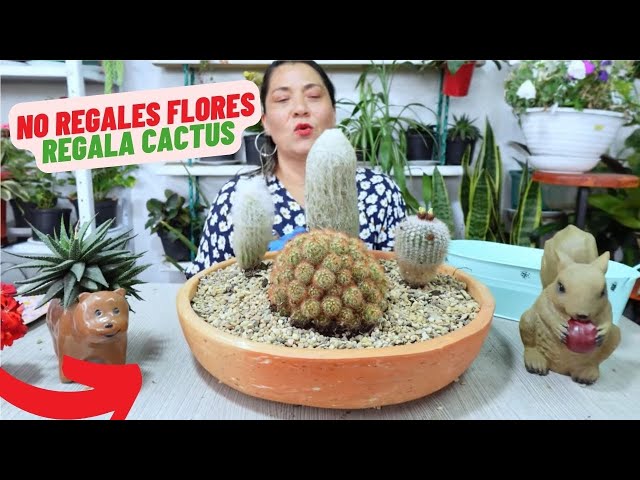 5 timiv para que apuestes por la decoración con cactus - MIV INTERIORES