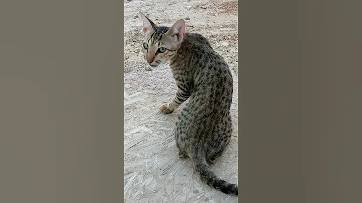 Video 11266621: cat kitten meow cutecats, meows cutecat catmeowing, cat cutecat meow funny