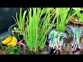 How to Grow Green Onions from Bulbs bought at the Market - Simple and Harvest Year round