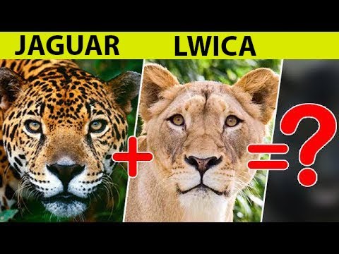 Co się stanie, jeśli skrzyżować jaguara i lwa? Zaskakujące hybrydy dzikich kotów